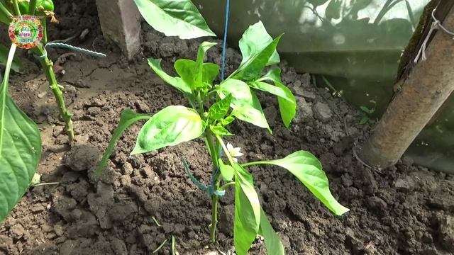 Что Это за Секретный Прием на растениях Сладкого Перца для Большого Урожая!