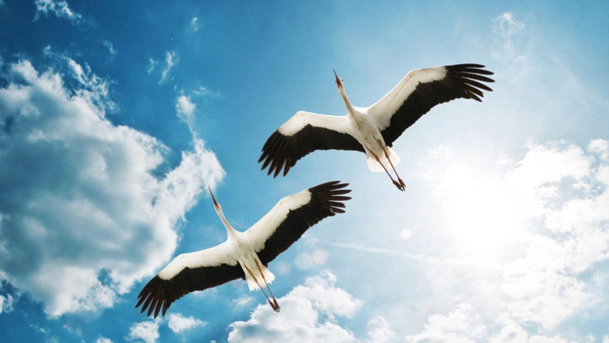 Песня "Журавлиная песня" Кавер смотреть онлайн