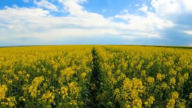 Танец света и звука. Музыка ветра и крыльев. Часть 1