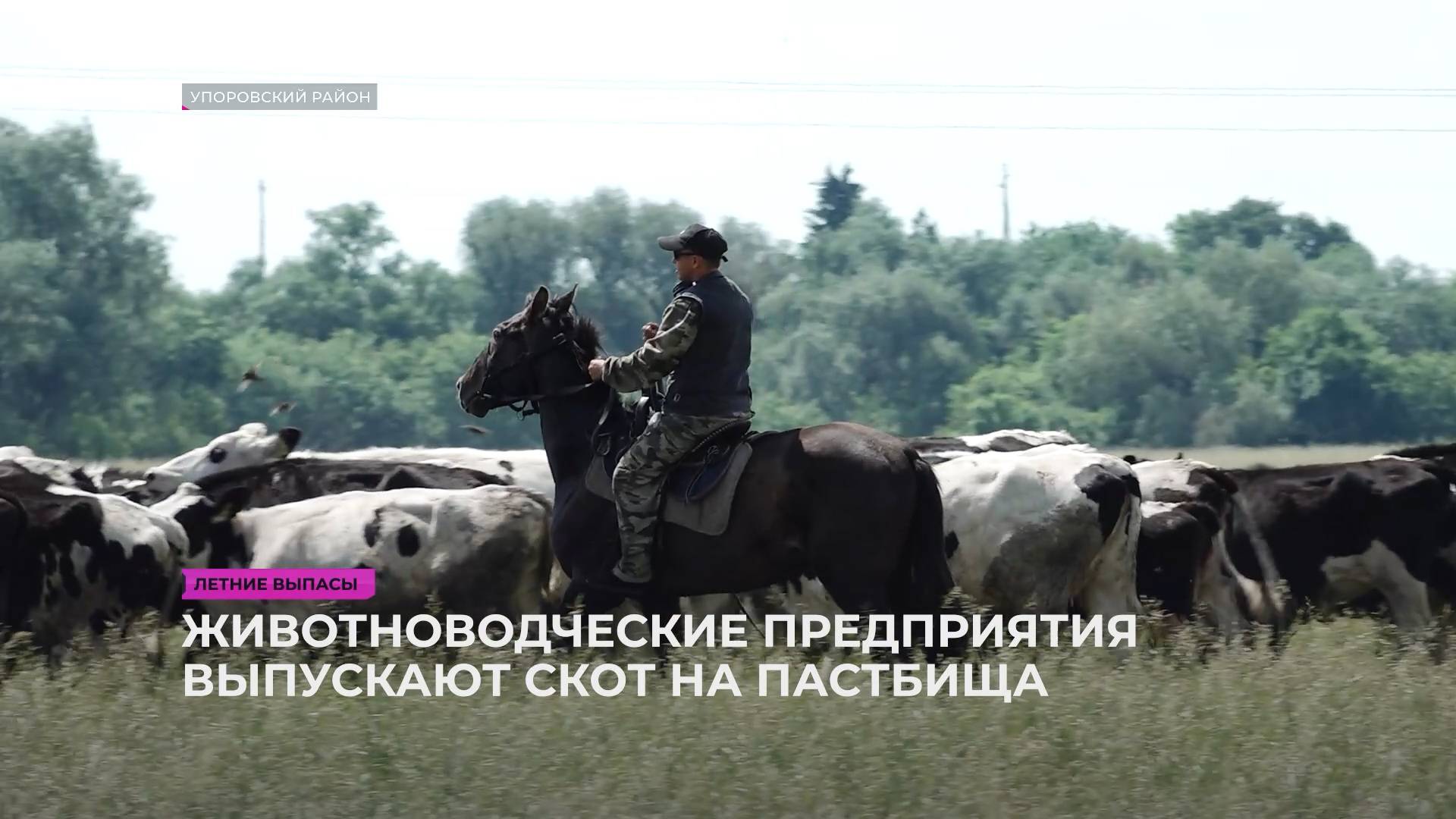 Животноводческие предприятия выпускают скот на пастбища
