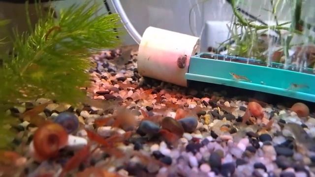Катушки - Красные, Жемчужные, Шоколадные, Голубые, Тигровые, Белые.
