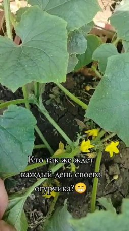кто ждет огурчиков?