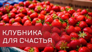 Рекордный урожай клубники собрали в Дербентском районе