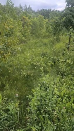 Трава, деревья в парке