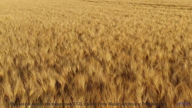 Музыка, которая перевернет ваше представление о красоте! - Welcome To Our Village -- PLANET WARDO --