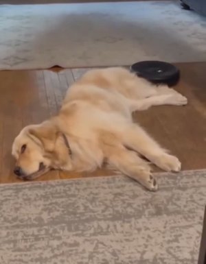 Смешные моменты с котами и собаками — Заряд хорошего настроения! #2