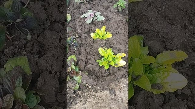 Июнь и уже пора задуматься о следующем сезоне. Высаживаю живучку ( аюгу) на маточники.