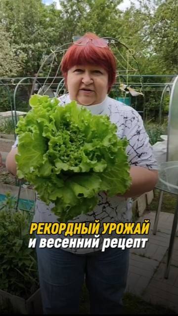 Салат Ажур и редис-гигант: рекордный урожай и простой весенний рецепт