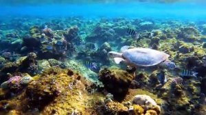 Волны тишины. Музыка океана и рыб. Часть 2