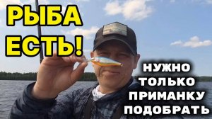 Рыба есть! Надо только приманку подобрать.