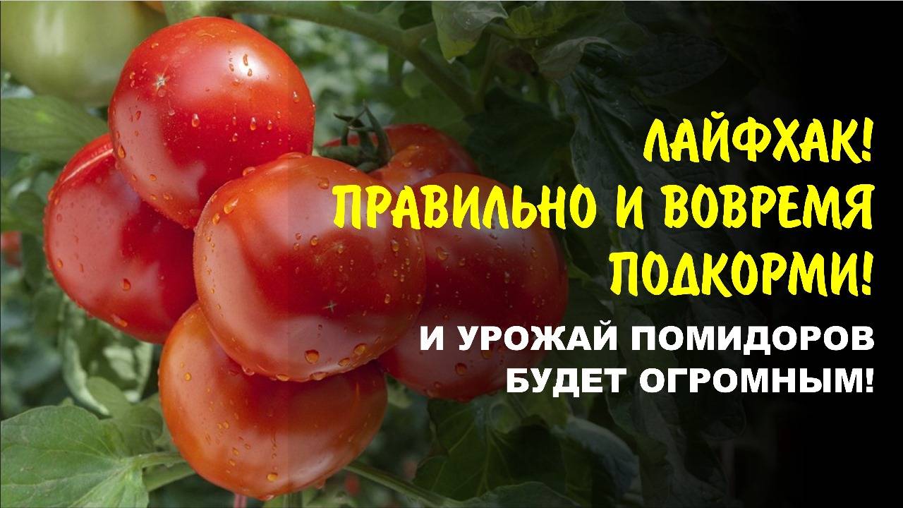Борогум и Богатый — двойной удар по пустоцветам. Как правильно подкармливать томаты