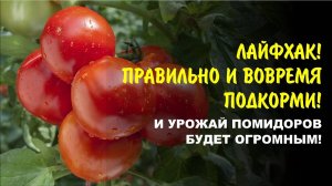 Борогум и Богатый — двойной удар по пустоцветам. Как правильно подкармливать томаты
