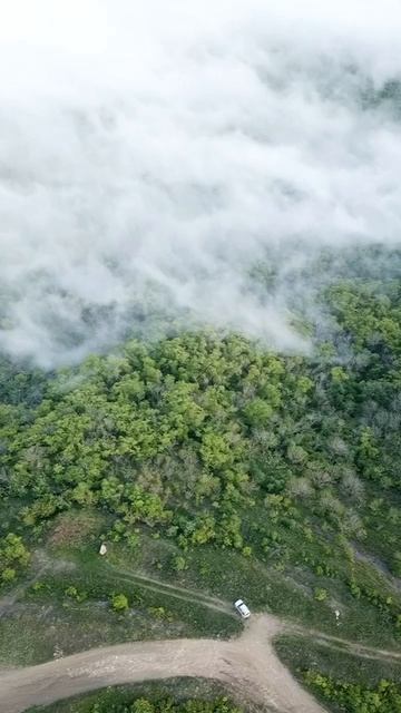 Милое виде с кабанчиками для поднятия настроения