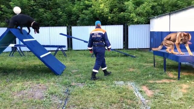День образования кинологической службы МЧС России