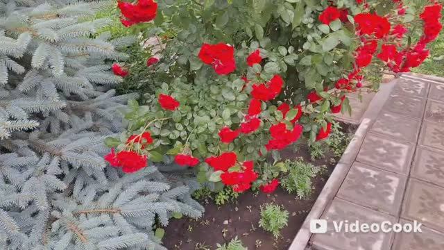 Vlog/55/Продукты для мамули/Дожди залили/ Заказали окна на веранду/ Спасаем растюшки..ч.1