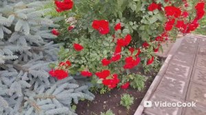 Vlog/55/Продукты для мамули/Дожди залили/ Заказали окна на веранду/ Спасаем растюшки..ч.1