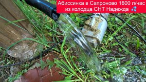 Абиссинка в Сапроново 1800 л час из колодца СНТ Надежда 💦