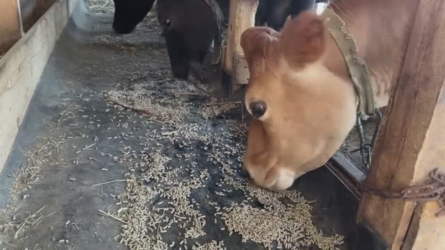 Вот это да! Такого мы не ожидали! Все готово! Собрали первый урожай. Жизнь простых людей в деревне.