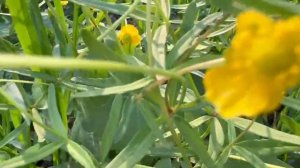 Время в саду