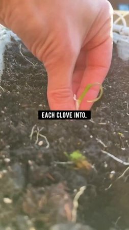 How to Grow Garlic from Store-Bought Garlic | creative explained