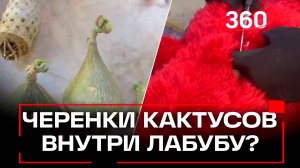 В игрушке Лабубу из Таиланда нашли черенки кактусов