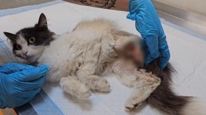 Самовыгул убивает! Домашняя кошка лишилась лапы... | Викки