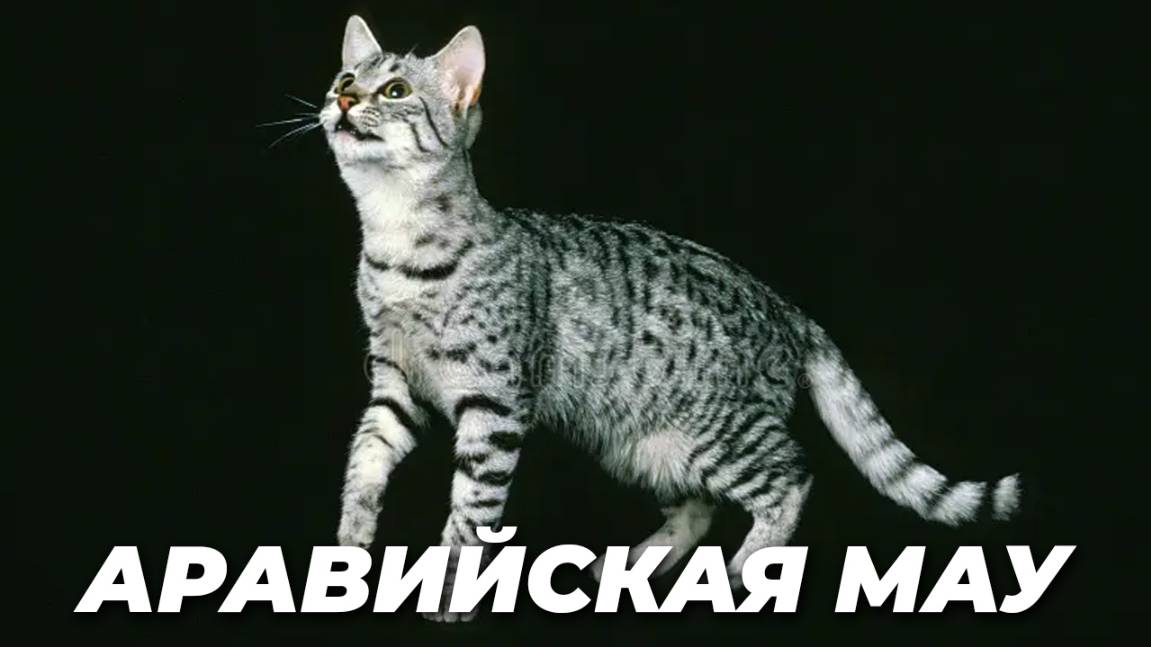 Аравийская мау