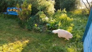 Котик вернулся на дачу через 2 года. Осмотр территории