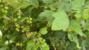 Черная смородина- урожай будет хороший
