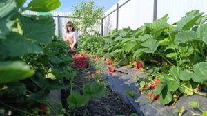 ЖИЗНЬ В ДЕРЕВНЕ/НАШ ЗАРАБОТОК НЕ ДАЁТ ПОКОЯ МНОГИМ/ДЕТИ ПРИШЛИ НА ПОМОЩЬ