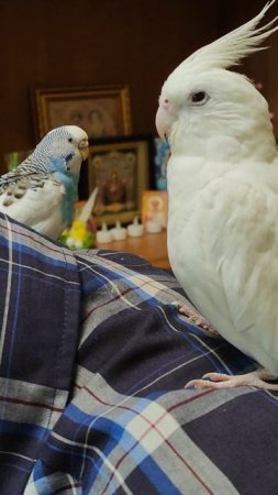 парочка эльза и Ричи