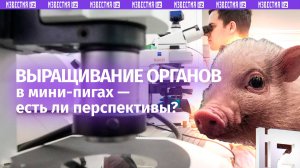 Ковальчук рассказал о перспективах выращивания органов в мини-пигах