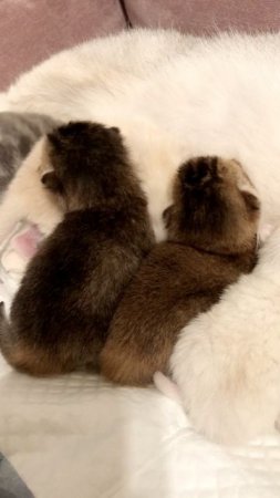 Котята кошки Кайли.