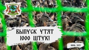Выпуск утят в "Любокняжеском". 1000 штук!