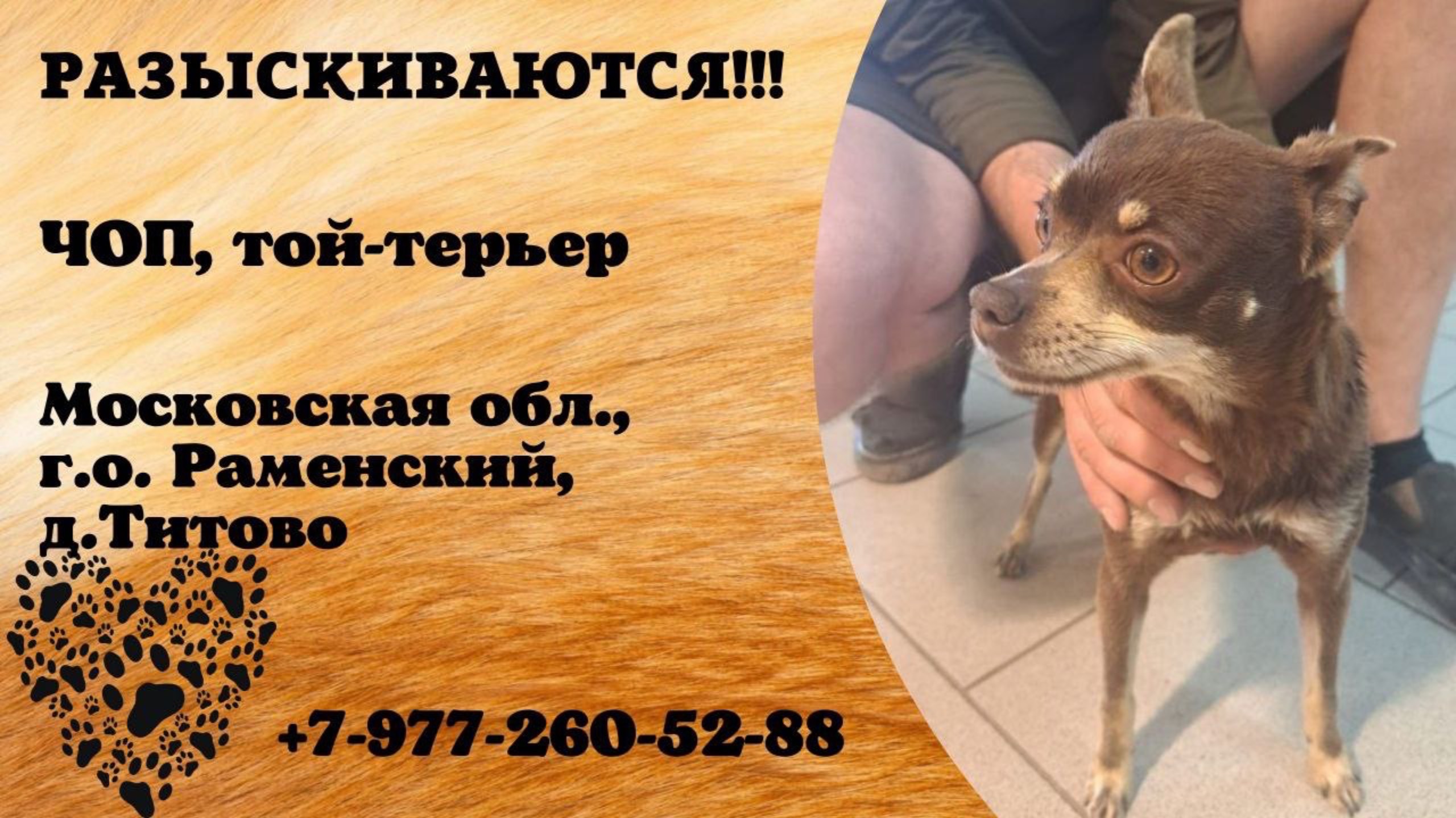 Пропала собака! ЧОП, той-терьер. Московская обл., г.о.Раменский, д.Титово.