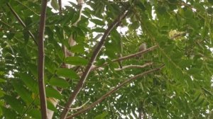 Воробьи щебечут в деревьях | птицы