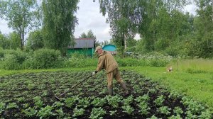 Конца и края нет,этой работе Опять полем ,даже грабли сломались у мужа.