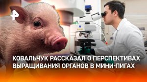Выращивание органов в мини-пигах — есть ли перспективы