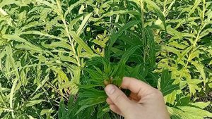 Иван-чай, сбор, ферментация и сушка