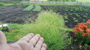 ПЕСОК / ДОЖДЬ / ОГОРОД / ПОКУПКИ / 29 ГРАММ / УРАЛ / СЕЛО