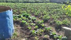 Обзор своих трудов.