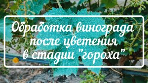 Обработка винограда после цветения в стадии "гороха" 20.06.25