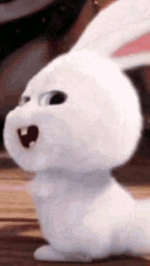 Зайчики из GIF на WhatsApp!?