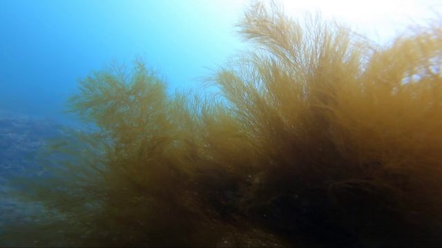 Nevelsk city Underwater World 2025