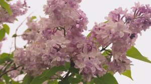 white and pink LILAC, delicate clouds, miracle, чудо, сирени ,белые и розовые ,нежные ,облака3