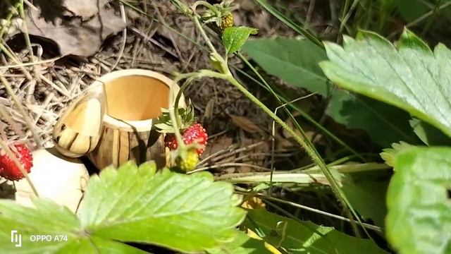 Шкатулка в июньском лесу на земляничной полянке