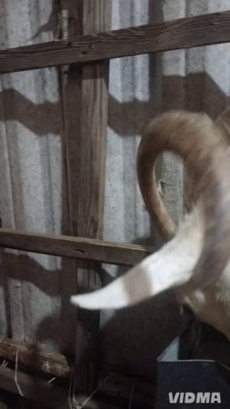 Мила - когда ждать уже нет сил