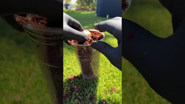 How to grow avocados with an avocado from the supermarket! creative explained
