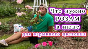 Розы, июнь и его сюрпризы.