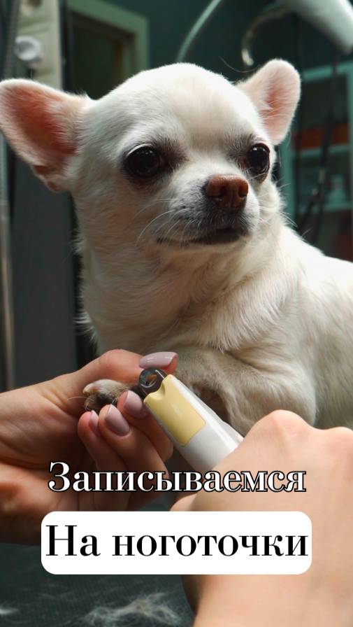 💅 Когтерез-гильотина с алмазной пилкой от Japan Premium Pet